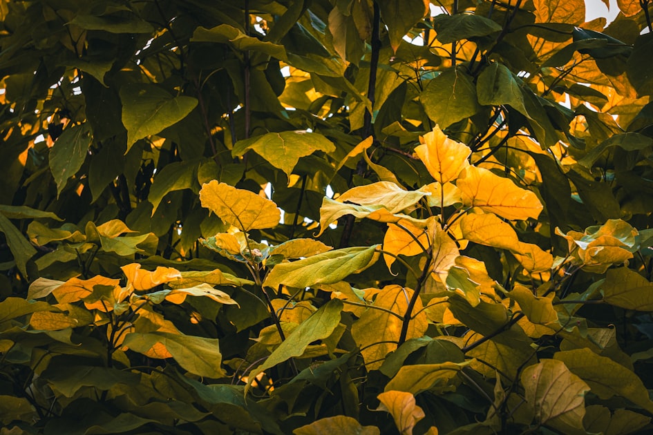 A closeup view of vibrant autumn foliage with golden yellow and green leaves illuminated by soft natural light. Perfect as...